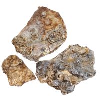Flor de Calcedonia. Precio por Kg