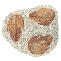 Trilobites Placa (Andalucien)