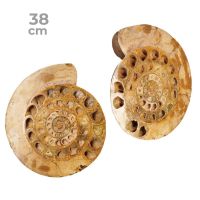 Ammonites Pulidos Pareja 38cm
