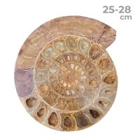 Ammonite Pulido Individual 25-28cm