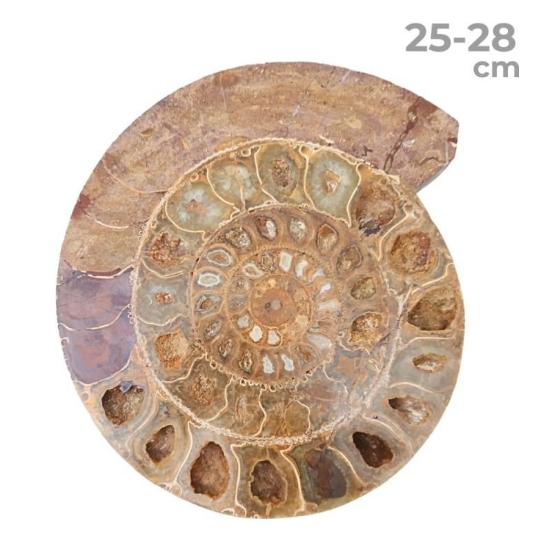 Ammonite Pulido Individual 25-28cm