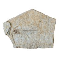 Pez Fósil. Lycoptera