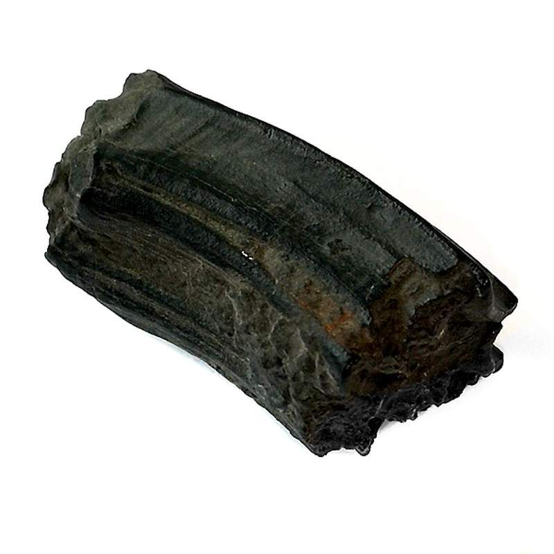 Equus (Horse Tooth)