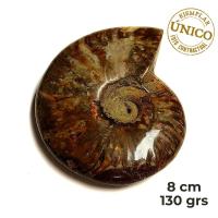 Ammonite Iridiscente Pulido (8cm)