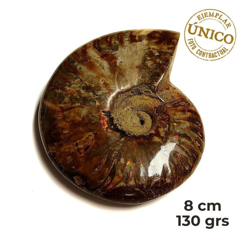 Ammonite Iridiscente Pulido (8cm)
