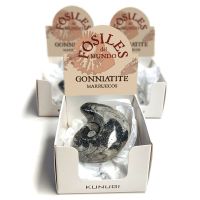 Cajitas Gonniatites (Set 3un.)