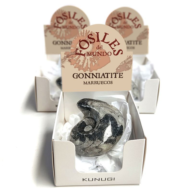 Gonniatites Boxes (Set 3un.)