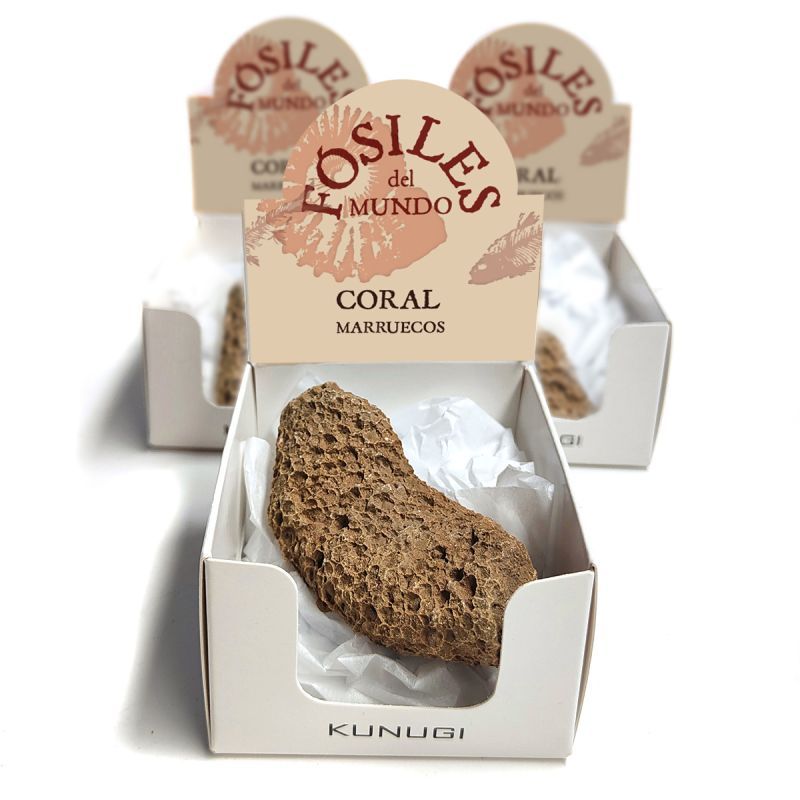 Cajitas Coral fósil (Set 3un.)