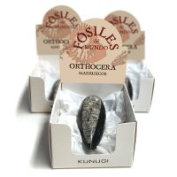 Cajitas Orthoceras (Set 3un.)