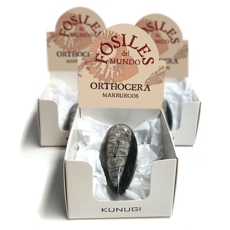 Cajitas Orthoceras (Set 3un.)