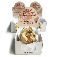 Cajitas Perisphinctes (Set 3un.)