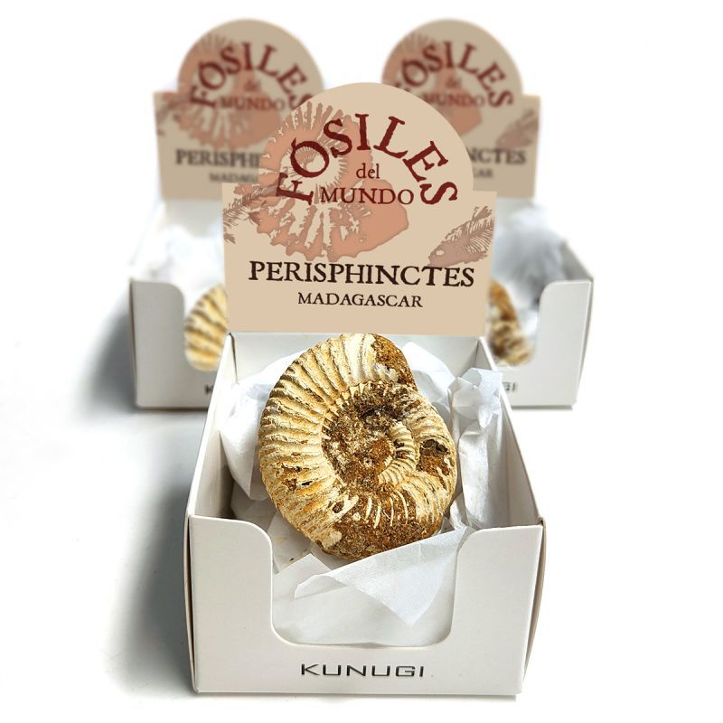Cajitas Perisphinctes (Set 3un.)