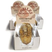 Cajitas Trilobites (Set 3un.)