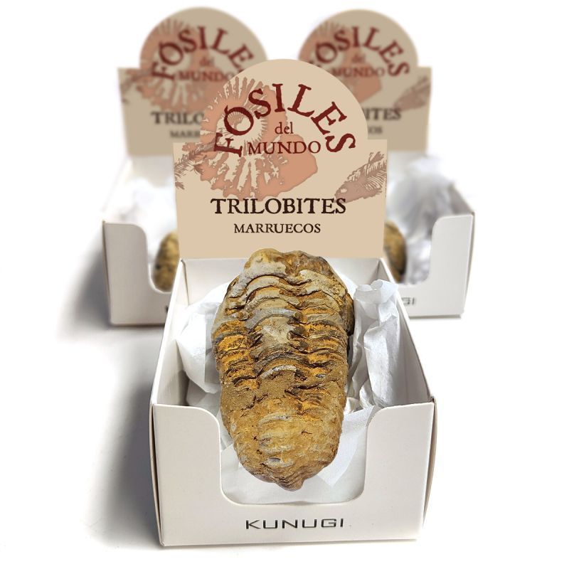 Trilobite Boxes (Set 3un.)