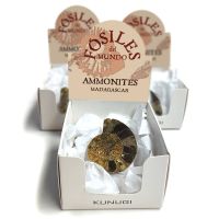 Cajitas Ammonites (Set 3un.)