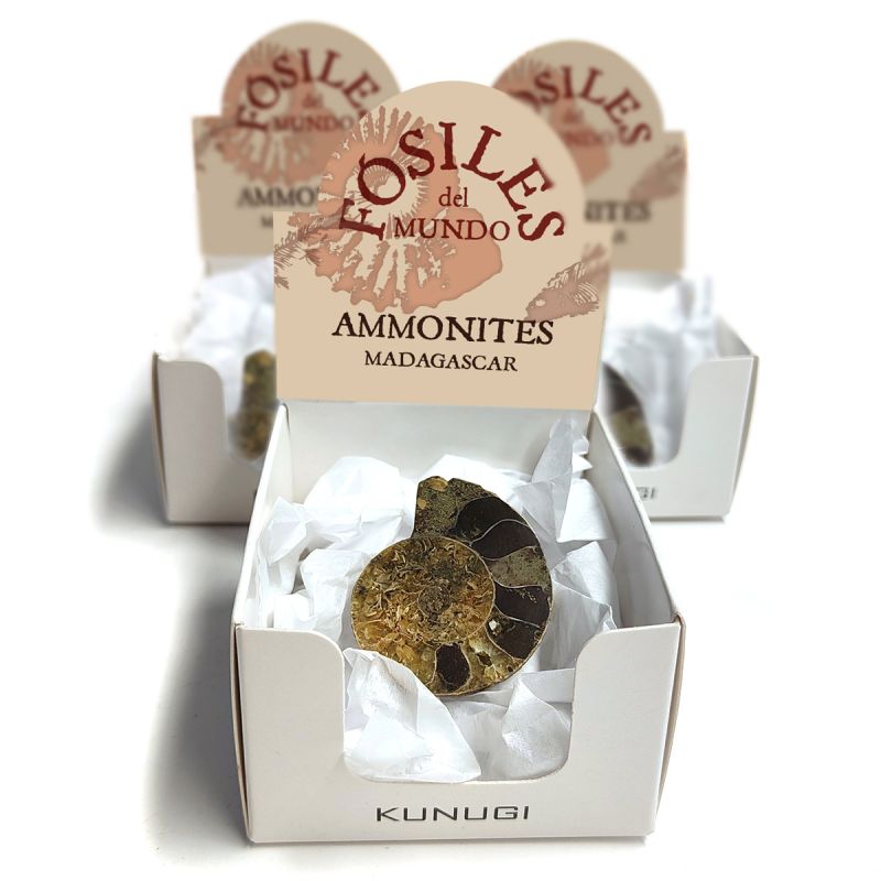 Cajitas Ammonites (Set 3un.)