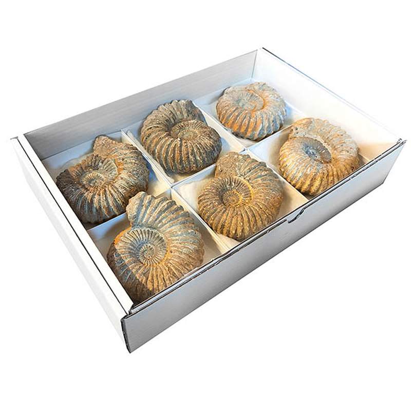 Lote Ammonites (bandeja 6u)
