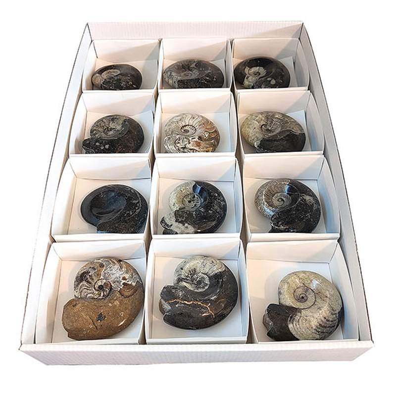 Gonniatites lot (12u tray)