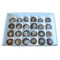 Ammonites Pulidos. Lote 24 Un.