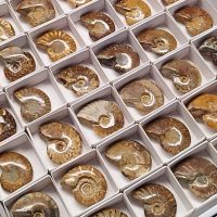 Ammonites Pulidos. Lote 54 Un.