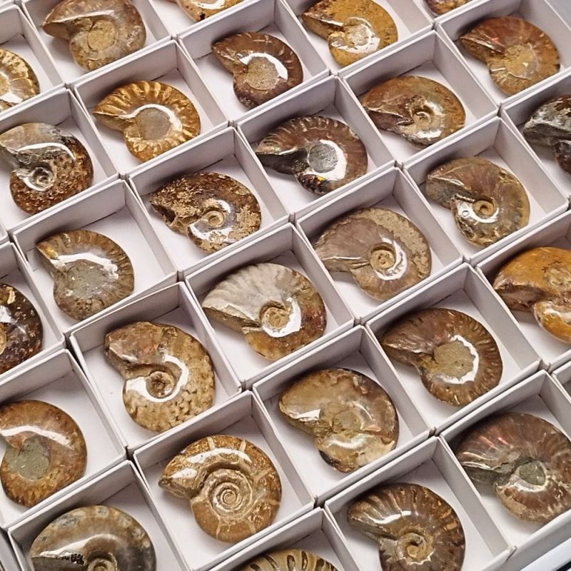 Ammonites Pulidos. Lote 54 Un.