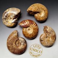 Ammonites Pulidos. Lote 5 Un.