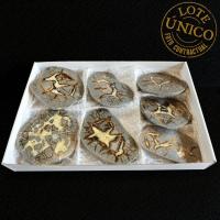 Septaria polie. Lot 7 Un.