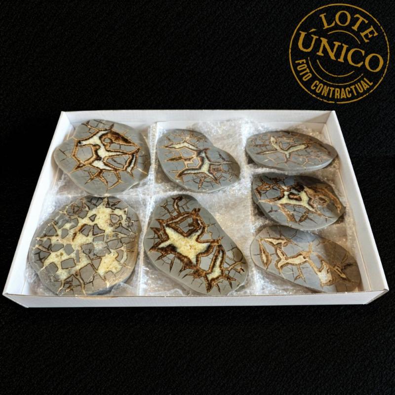 Septaria pulida. Lote 7 Un.