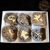 Septaria polie. Lot 6 Un.