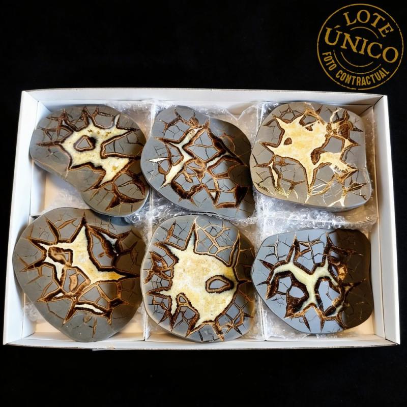 Septaria pulida. Lote 6 Un.