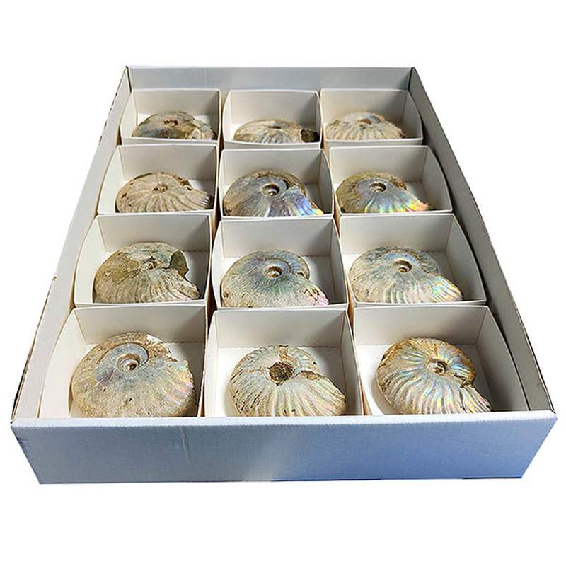 Lote Ammonites Iridiscente (bandeja 12u)