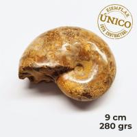 Ammonite Pulido (9cm)