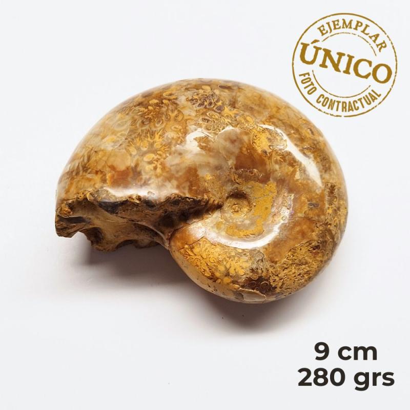 Ammonite Pulido (9cm)