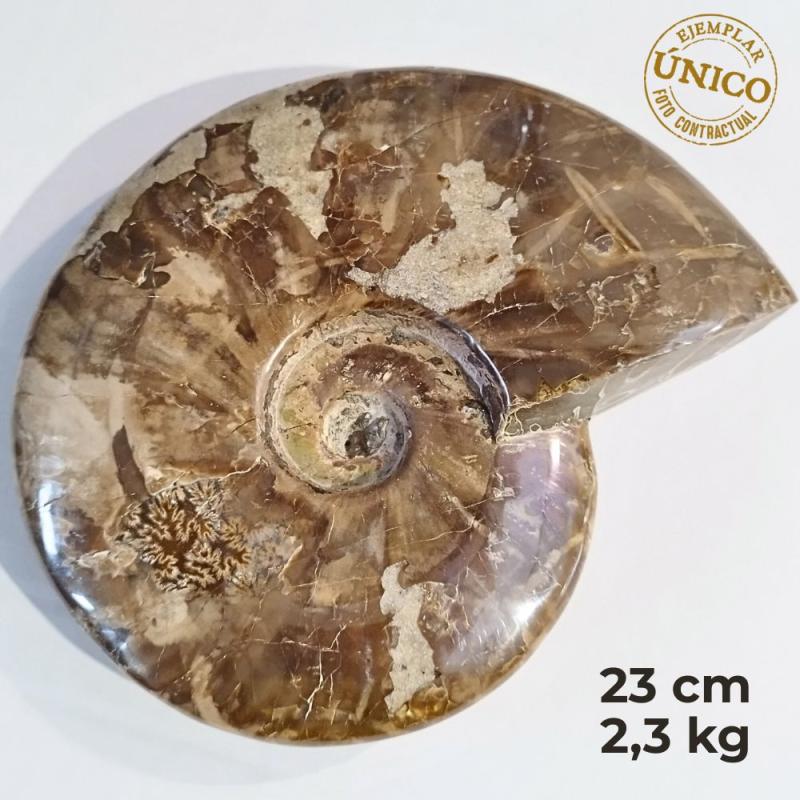 Ammonite Pulido (23cm)