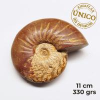 Ammonite Pulido (11cm)