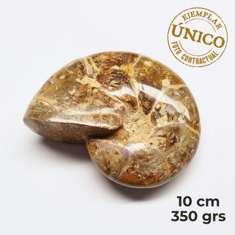 Ammonite Pulido (10cm)