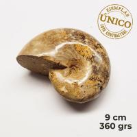 Ammonite Pulido (9cm)