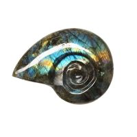 Ammonite Tallado Labradorita Grande