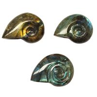 Ammonite Tallado Labradorita Mediano