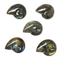 Ammonite Tallado Labradorita Pequeño