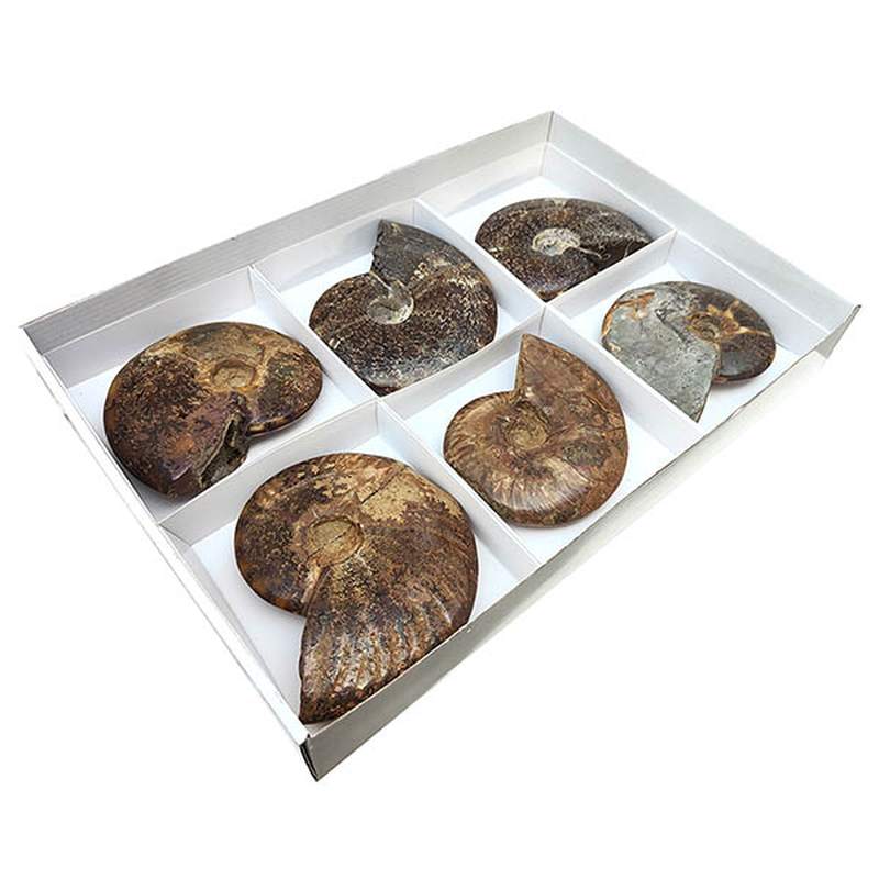 Lot Ammonites Polies (plateau 6u)