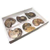 Lote Ammonites Pulidos (bandeja 6u)