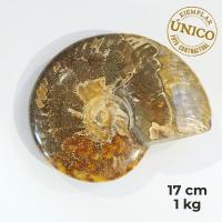 Ammonite Pulido (17cm)