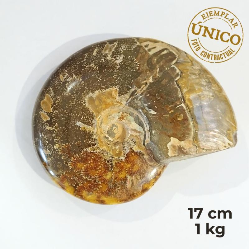 Ammonite Pulido (17cm)