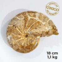 Ammonite Pulido (18cm)
