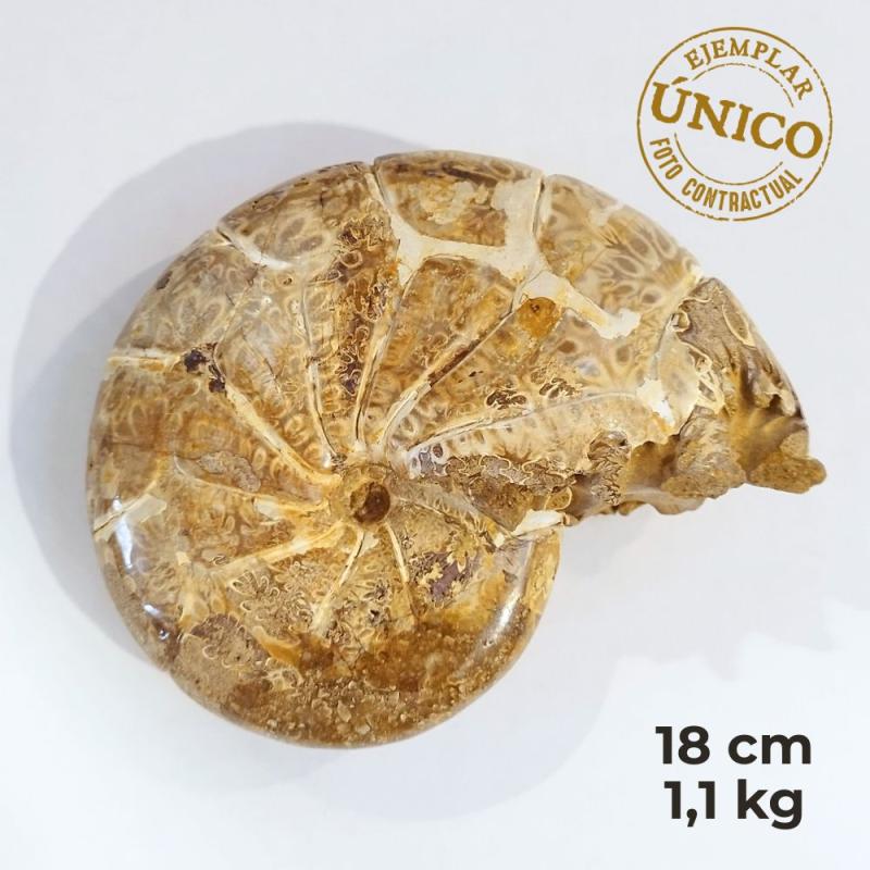 Ammonite Pulido (18cm)
