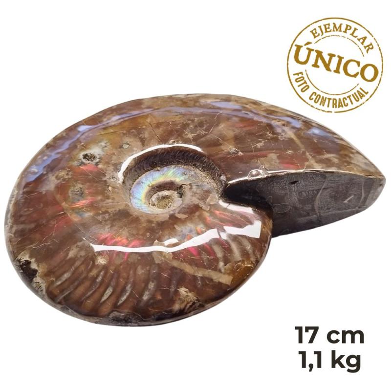 Ammonite Iridiscente "Red" Pulido (17cm)