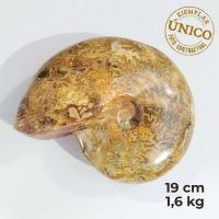 Ammonite Pulido "Red" (19cm)