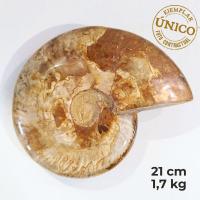 Ammonite Pulido (21cm)