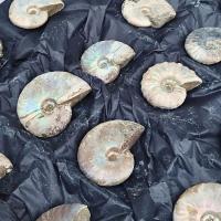 Set of Iridescent Ammonite (24u tray)